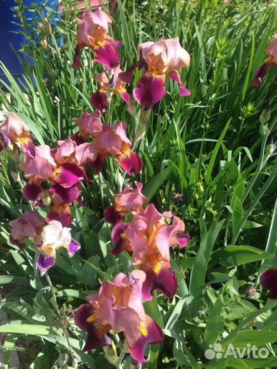 Ирисы