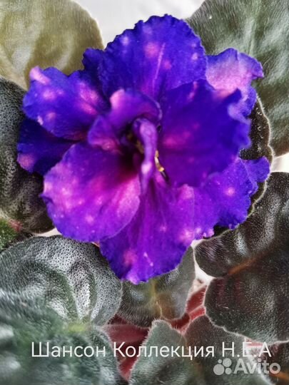 Сортовые фиалки