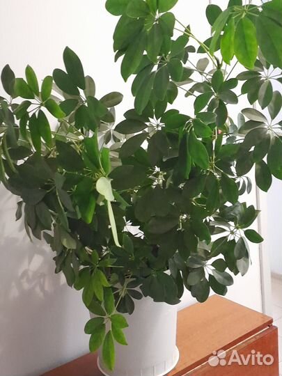 Цветок шефлера взрослое растение