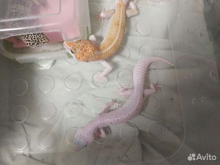 Геккон эублефар