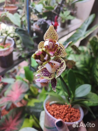 Фаленопсис Lucky Leopard