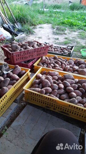 Картофель Сарпо-Мира