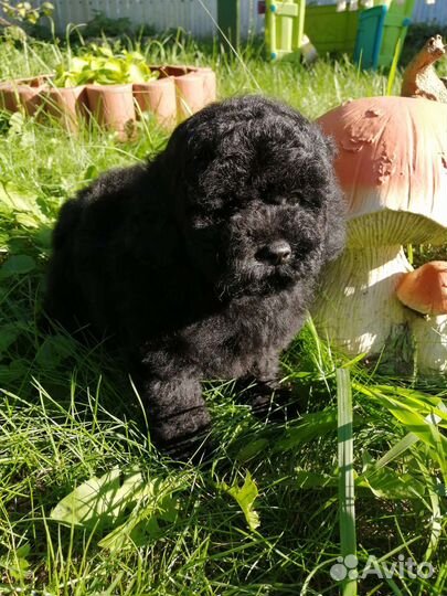 Чёрные и шоколад РКФ