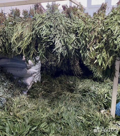 Эвкалипт оптом