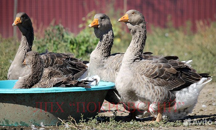 Тулузские гуси: инкуб. яйцо, гусята