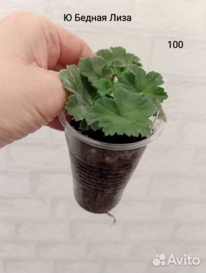 Пеларгонии сортовые