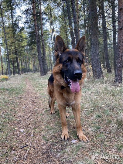 Немецкая овчарка, кобель, вязка