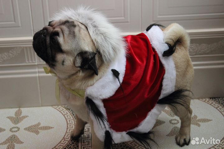 Костюмы напрокат для собак и кошек