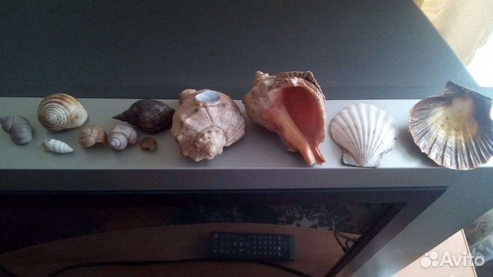 Морские ракушки раковины