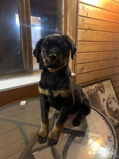 Щенки Ротвейлера