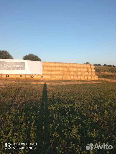 Сено в рулонах 2023