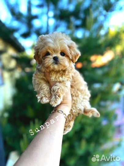 Мальтипу Корея Китай (micro до 1,5 кг )