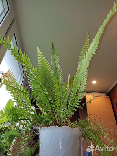 Папоротники комнатные (разные виды)