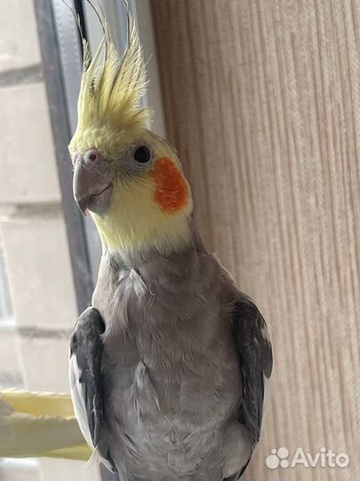 Попугай корелла