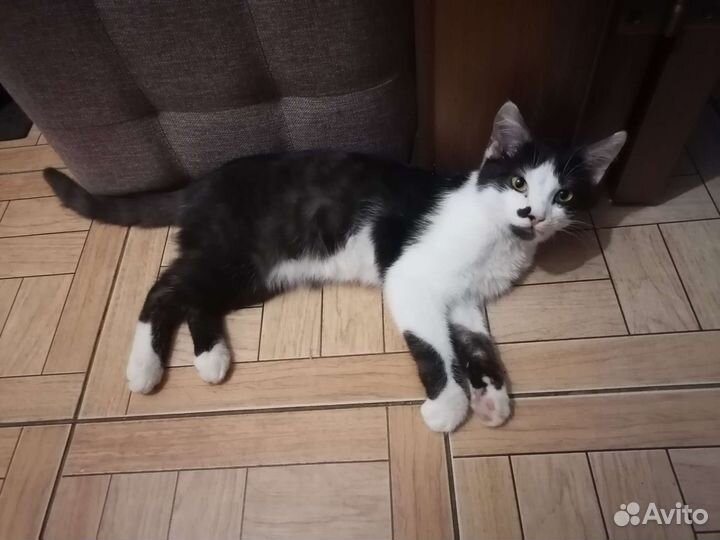 Котенок 6 месяцев, мальчик