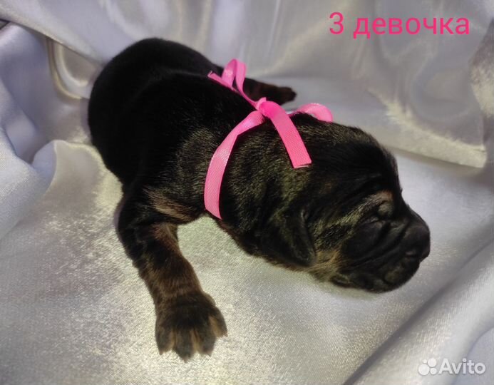 Щенята Мастифята