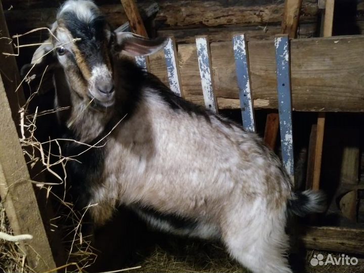 Нубийский козел