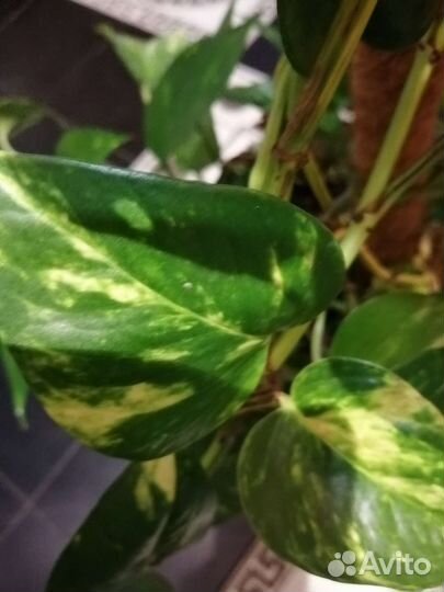 Сциндапсус - лиана на палке-опоре