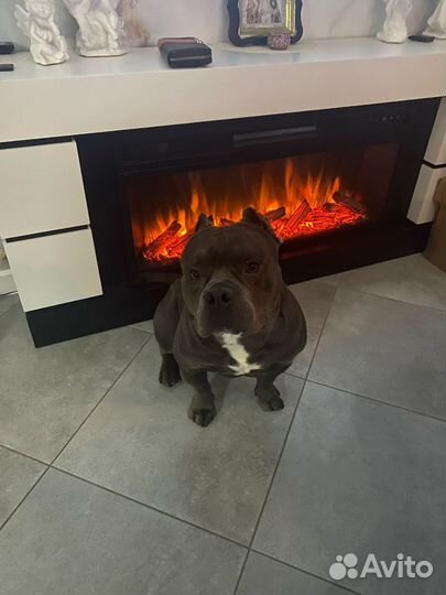 Американский бульдог вязка