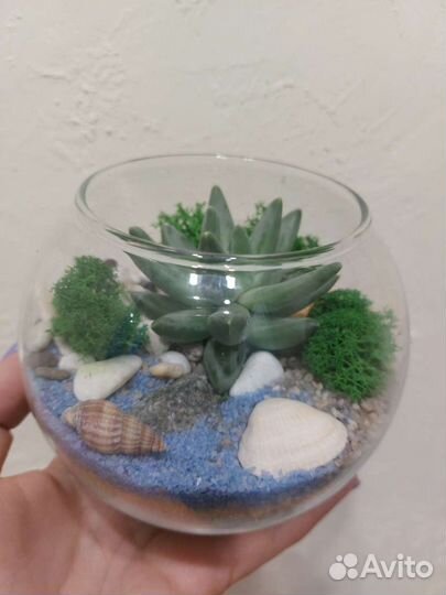 Флорариум - маленький кусочек природы