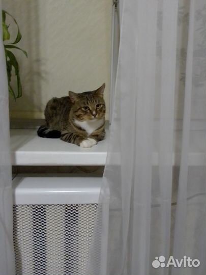 Отдам бесплатно животные