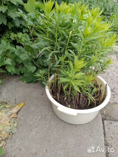 Цветок ромашка элитная многолетняя