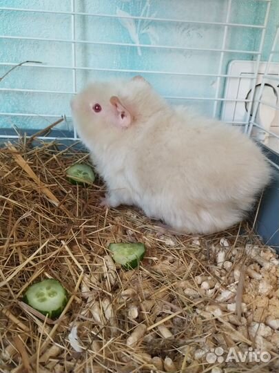 Морская свинка бесплатно