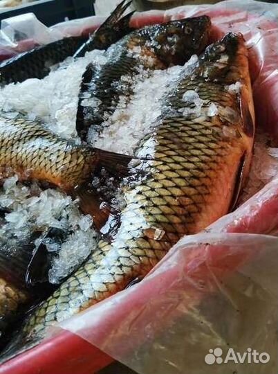 Свежая речная рыба