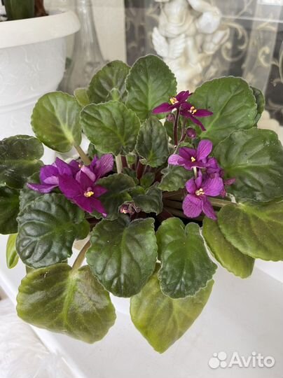 Комнатные цветы, отростки