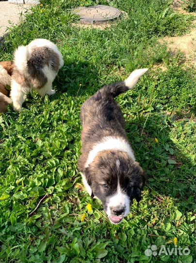 Продам московскосторожевые щенята