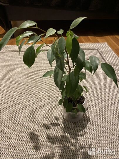 Бенджамина