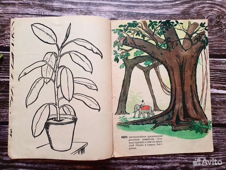 Откуда к нам пришли цветы 1964 г