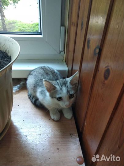 Котенок ищет семью