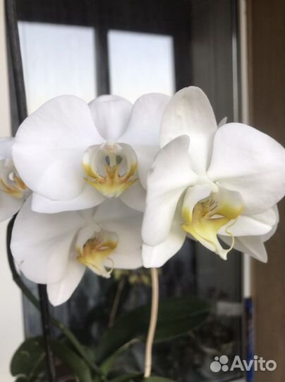 Орхидея Lazy Sunday фаленопсис сортовой