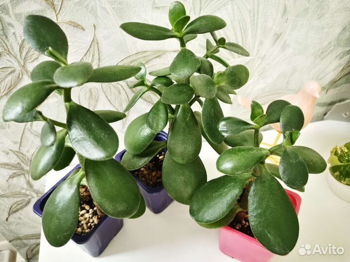 Комнатные растения