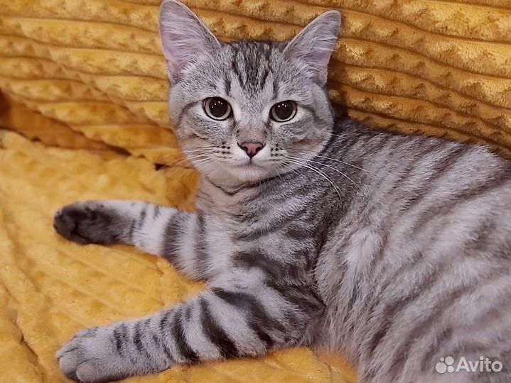 Котики Симба и Босс ждут семью