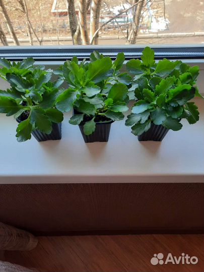 Каланхоэ цветущий