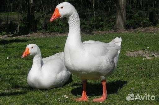 Гуси и индоутки