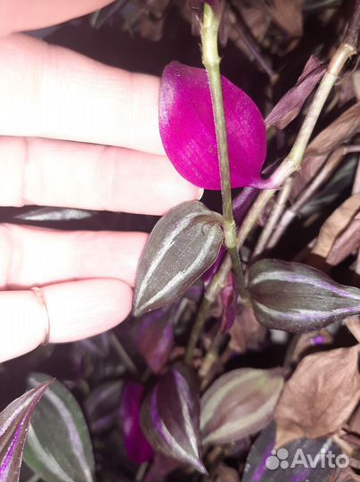 Традесканция Зебрина