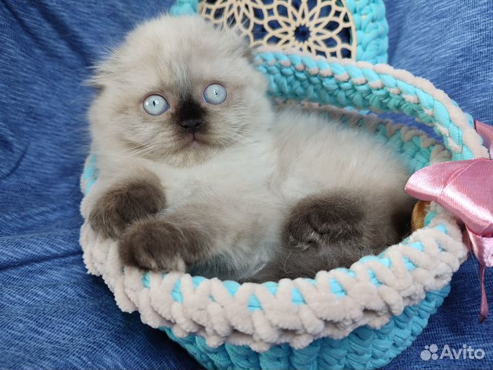 Фолд и страйт