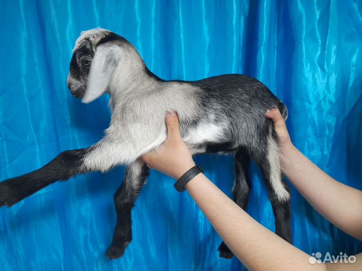 Нубийские козлята