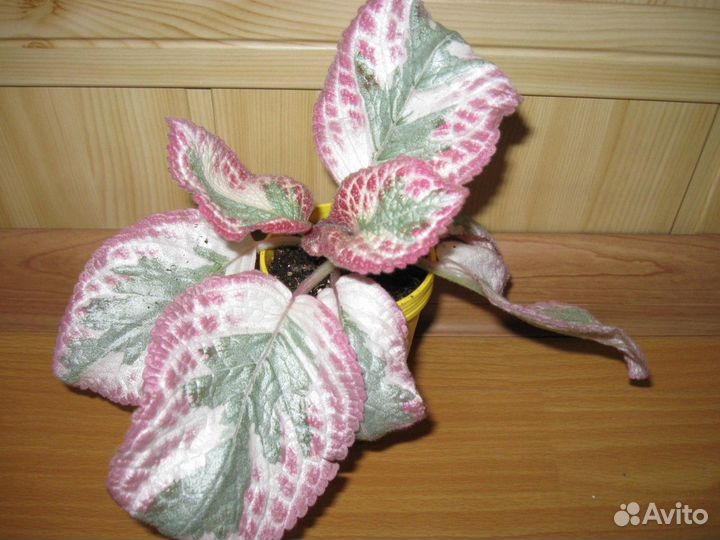 Акварельные эписции