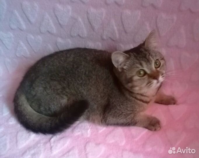 Нежные британчики