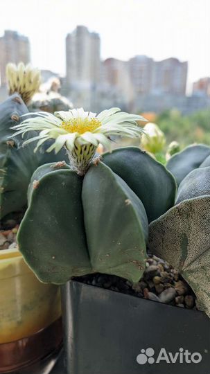 Астрофитум мириостигма