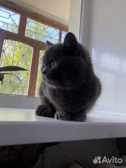 Шотландская прямоухая кошка