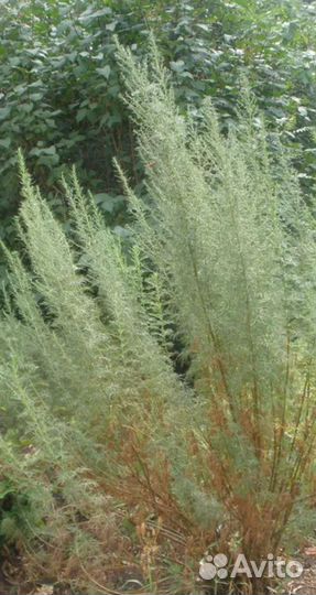 Полынь Божье дерево