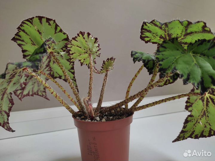 Бегония тигровая