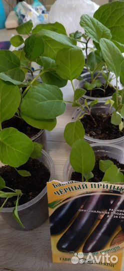 Рассада помидор, перцев, баклажанов