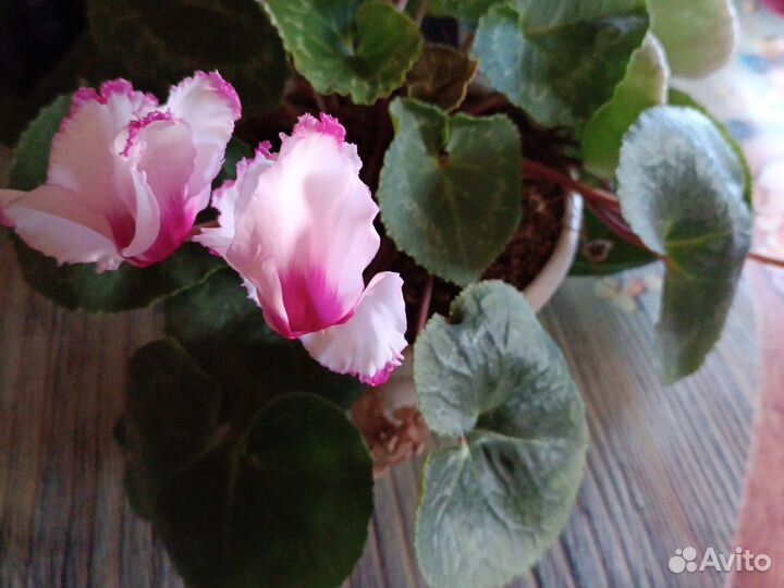 Персидский цикламен