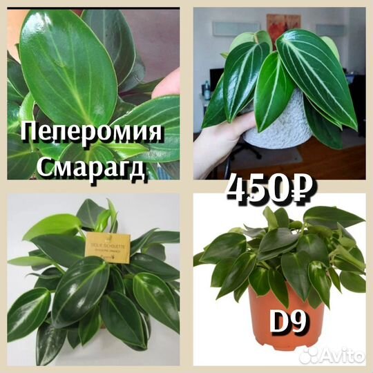 Пеперомия сорт